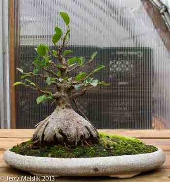 Ginseng Ficus